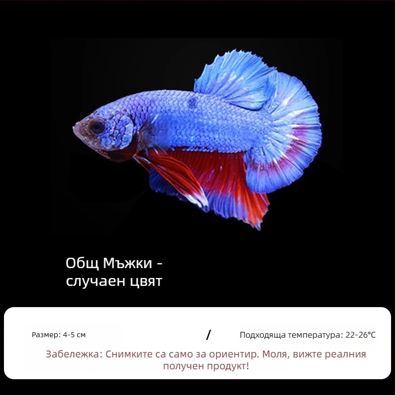 Тропическа декоративна риба – Вид: Риба – Произход: Друг – Внос: Не – Бранд: Без марка