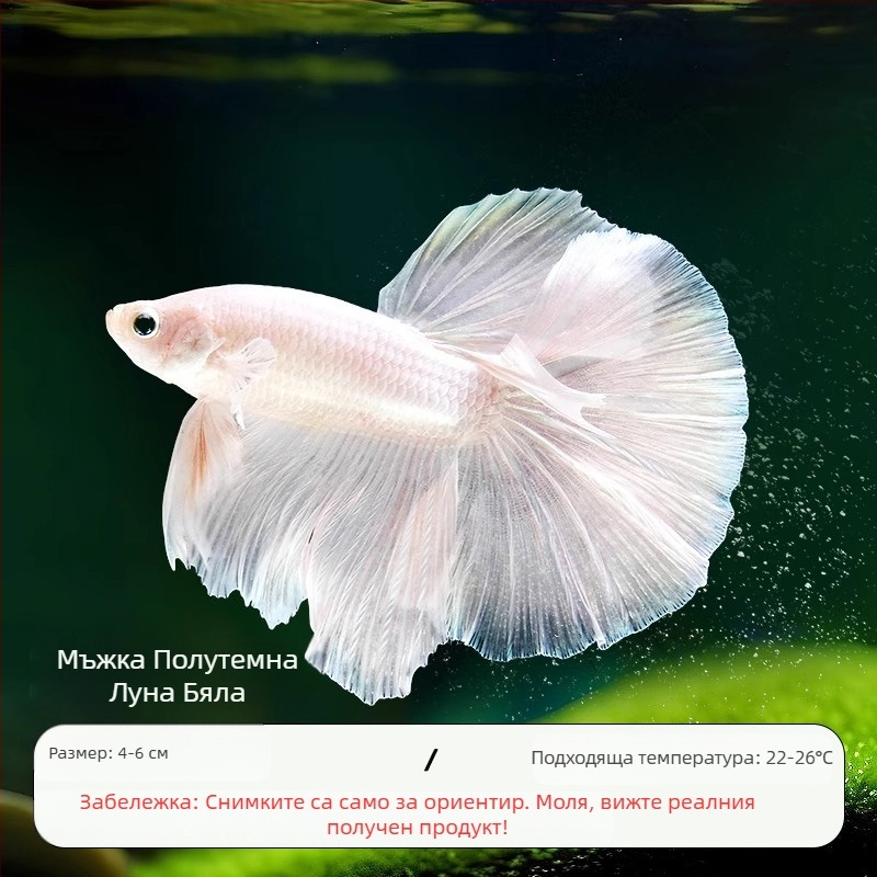 Тропическа декоративна риба – Вид: Риба – Произход: Друг – Внос: Не – Бранд: Без марка