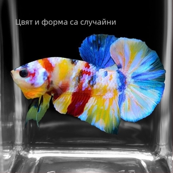 Борцов риба A-Grade полумесечна опашка и прегънати пера, Вид: Риба