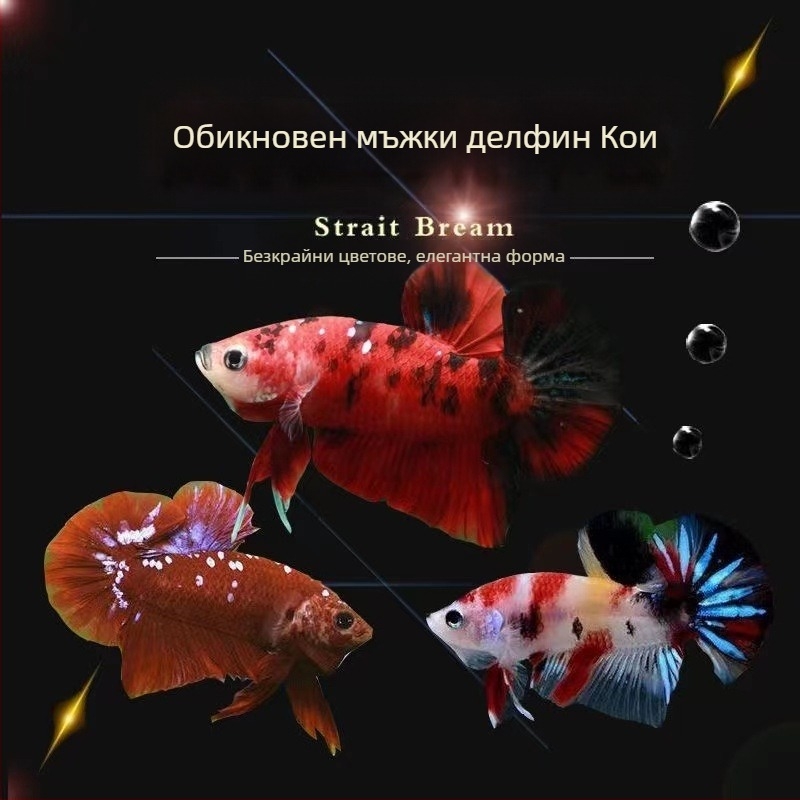 Борцов риба A-Grade полумесечна опашка и прегънати пера, Вид: Риба