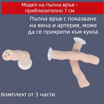 Модел на новородена пъпна връв и плацента с дисплей на венозни и артериални съдове, свързва се с кукла за обучителни цели, подходящ за лица над 14 години