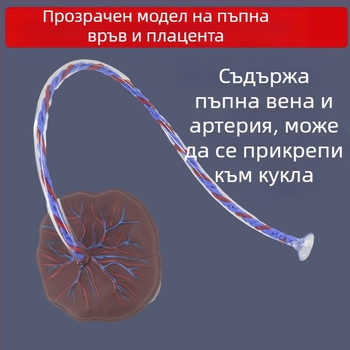 Модел на новородена пъпна връв и плацента с дисплей на венозни и артериални съдове, свързва се с кукла за обучителни цели, подходящ за лица над 14 години