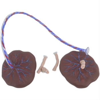 Модел на новородена пъпна връв и плацента с дисплей на венозни и артериални съдове, свързва се с кукла за обучителни цели, подходящ за лица над 14 години