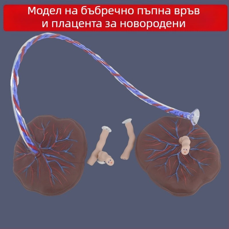 Модел на новородена пъпна връв и плацента с дисплей на венозни и артериални съдове, свързва се с кукла за обучителни цели, подходящ за лица над 14 години