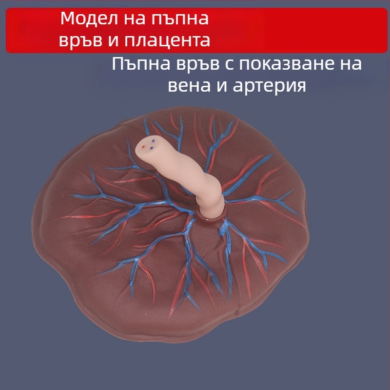 Модел на новородена пъпна връв и плацента с дисплей на венозни и артериални съдове, свързва се с кукла за обучителни цели, подходящ за лица над 14 години
