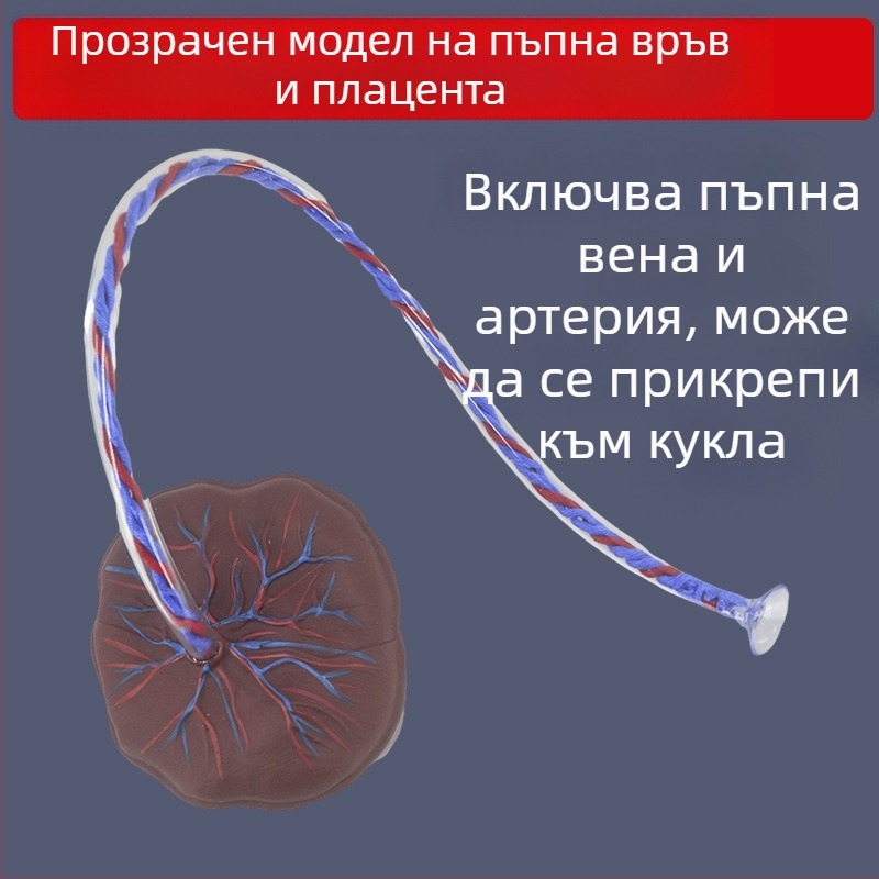 Модел на новородена пъпна връв и плацента с дисплей на венозни и артериални съдове, свързва се с кукла за обучителни цели, подходящ за лица над 14 години