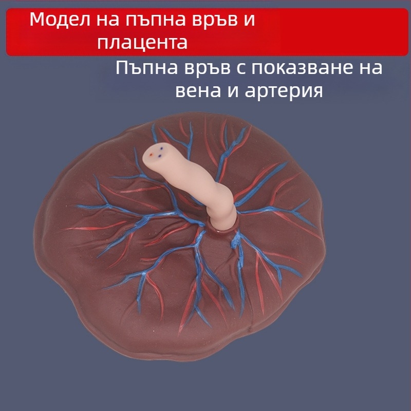 Модел на новородена пъпна връв и плацента с дисплей на венозни и артериални съдове, свързва се с кукла за обучителни цели, подходящ за лица над 14 години