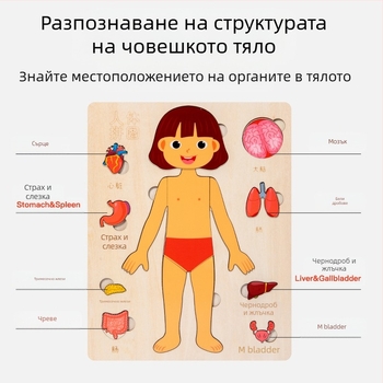 Дървен пъзел на човешки органи за деца, образователна научна играчка, възраст 4–6 години, марка Xundai, персонализация на образци