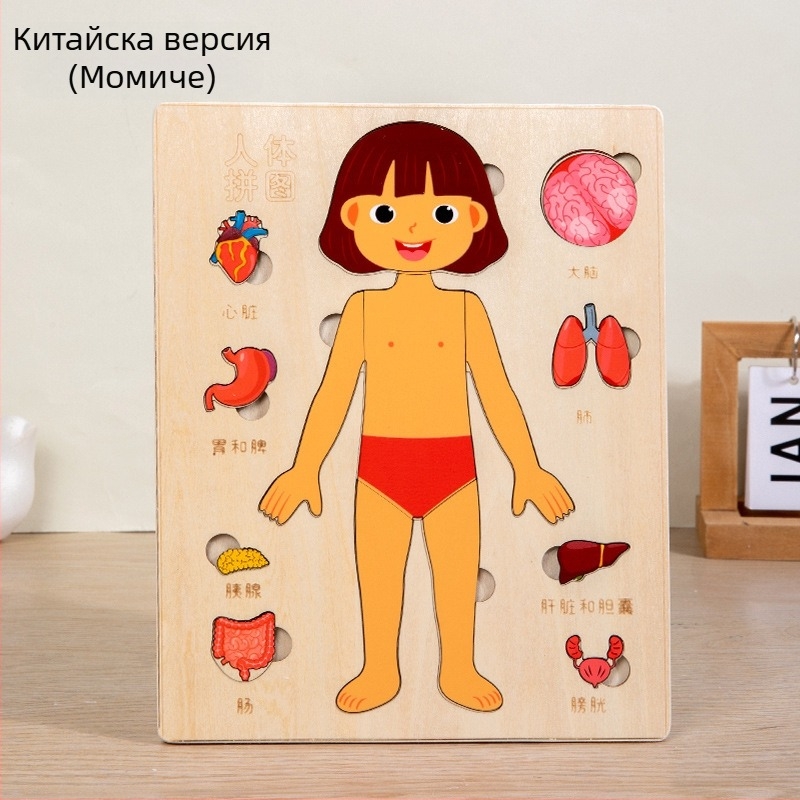 Дървен пъзел на човешки органи за деца, образователна научна играчка, възраст 4–6 години, марка Xundai, персонализация на образци