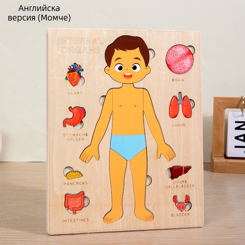 Дървен пъзел на човешки органи за деца, образователна научна играчка, възраст 4–6 години, марка Xundai, персонализация на образци