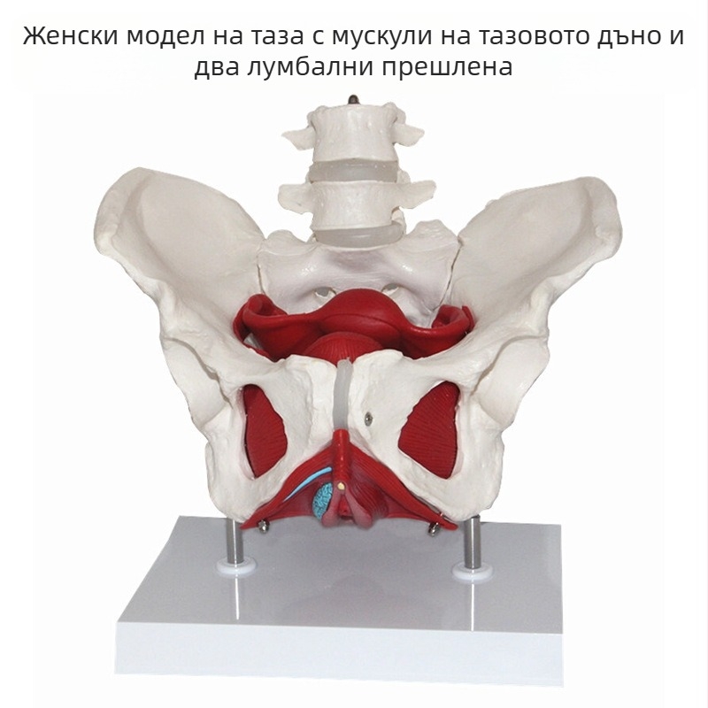 Модел на женска тазова анатомия с тазова структура, двусегментна лумбална част и мускули на тазовото дъно — медицински учебен модел, комплект 8 части за училищен курс