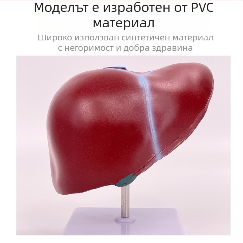 Изключително реалистичен анатомичен модел на черен дроб с хепатобилиарно–панкреасно–селезенка–дуоденална система и релефни лезии