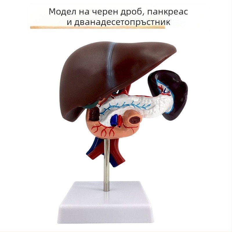 Изключително реалистичен анатомичен модел на черен дроб с хепатобилиарно–панкреасно–селезенка–дуоденална система и релефни лезии