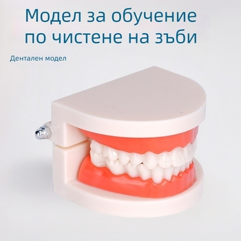 Учебен зъбен модел за възрастни, със сваляема структура на протезата и модел за подготовка на протези