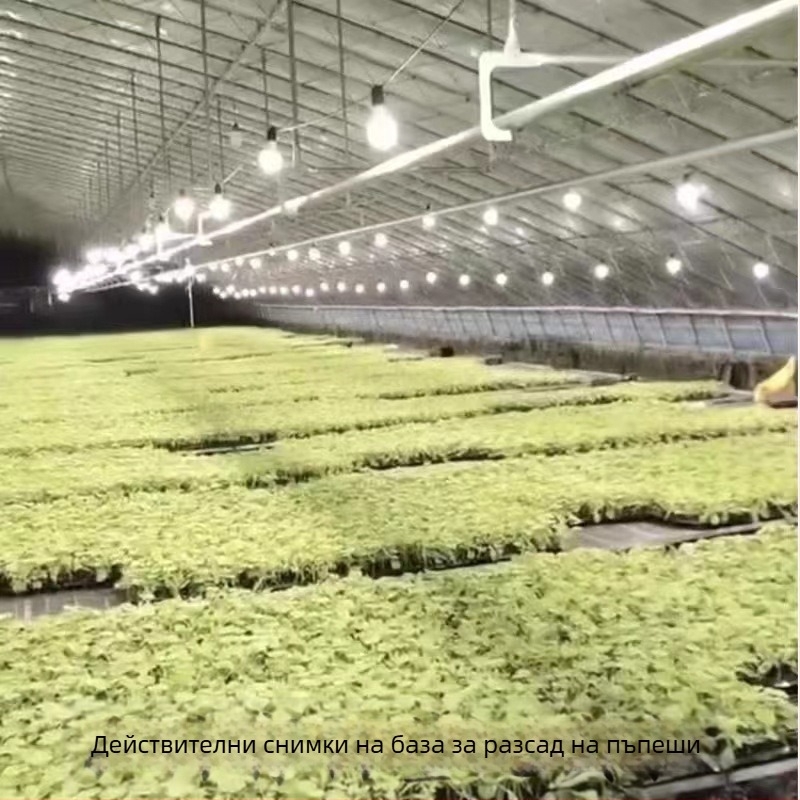 LED лампа за растеж на растения с пълен спектър, външен водоустойчив комплект за осветление на dragon fruit