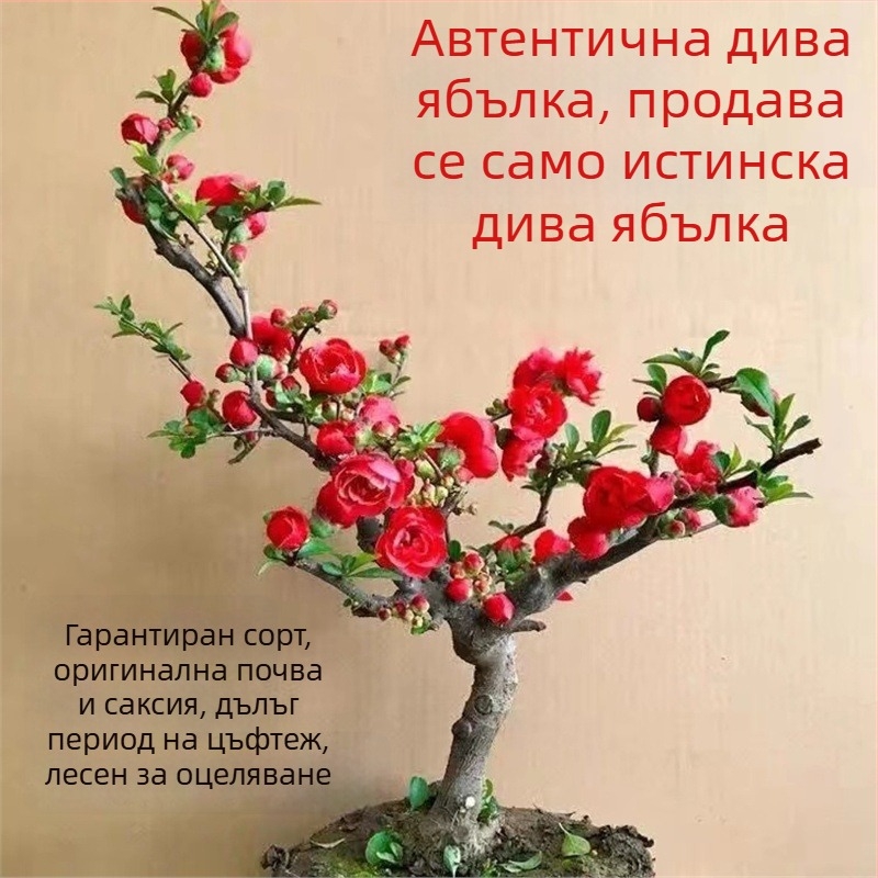 Бегония Longevity Crown Бонсай – саксийна бегония с червени цветове за вътрешна и външна употреба