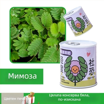 Десктоп комплект мини растения в консервена кутия със семена: слънчоглед, ягоди, домат и детелина — лесни за отглеждане, ниска поддръжка; идеален подарък за ученици и бюро.