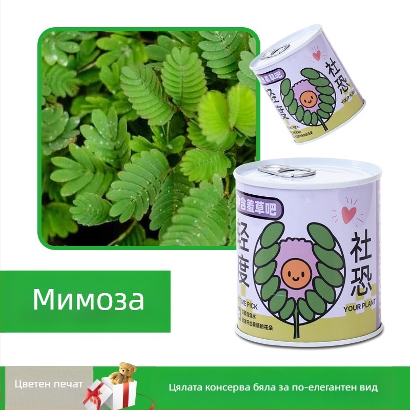 Десктоп комплект мини растения в консервена кутия със семена: слънчоглед, ягоди, домат и детелина — лесни за отглеждане, ниска поддръжка; идеален подарък за ученици и бюро.