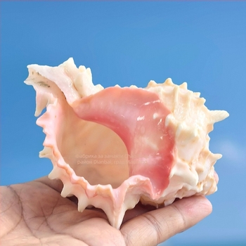 Chaoxing Shell Art - Замяна на черупка за морски хамит рак, естествена черупка, голям розов охлюв, морска декорация за аквариум и саксии за сукуленти