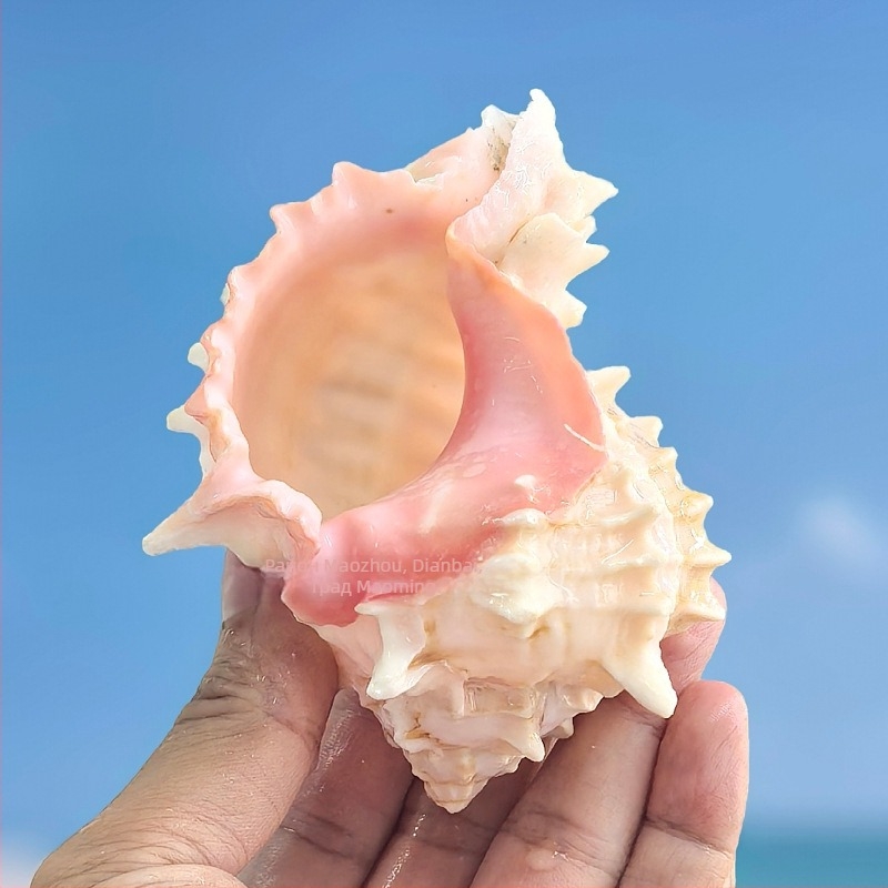 Chaoxing Shell Art - Замяна на черупка за морски хамит рак, естествена черупка, голям розов охлюв, морска декорация за аквариум и саксии за сукуленти