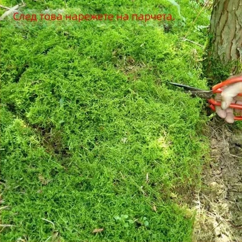 Мъхова бонсай – мини ландшафт, марка Unique, стил модерен минимализъм, подарък: рекламни подаръци, внос: Не