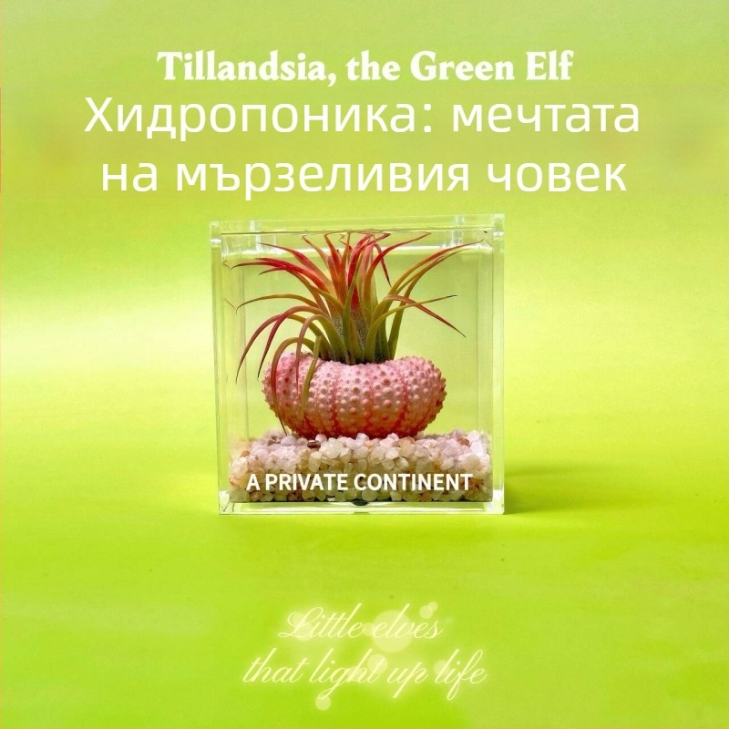 Мини настолна композиция с безпочвени растения за офис, ръчно изработена, персонализация по заявка (Материал: Растение; Изработка: Ръчно изработено; Персонализация: Поддържа персонализация)
