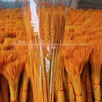 Боядисан изсушен букет от ечемик, 100 стъбла в пакет, за сватби и дълготрайна декорация