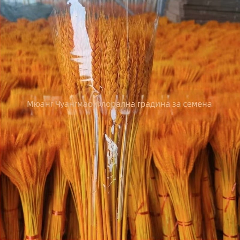 Боядисан изсушен букет от ечемик, 100 стъбла в пакет, за сватби и дълготрайна декорация