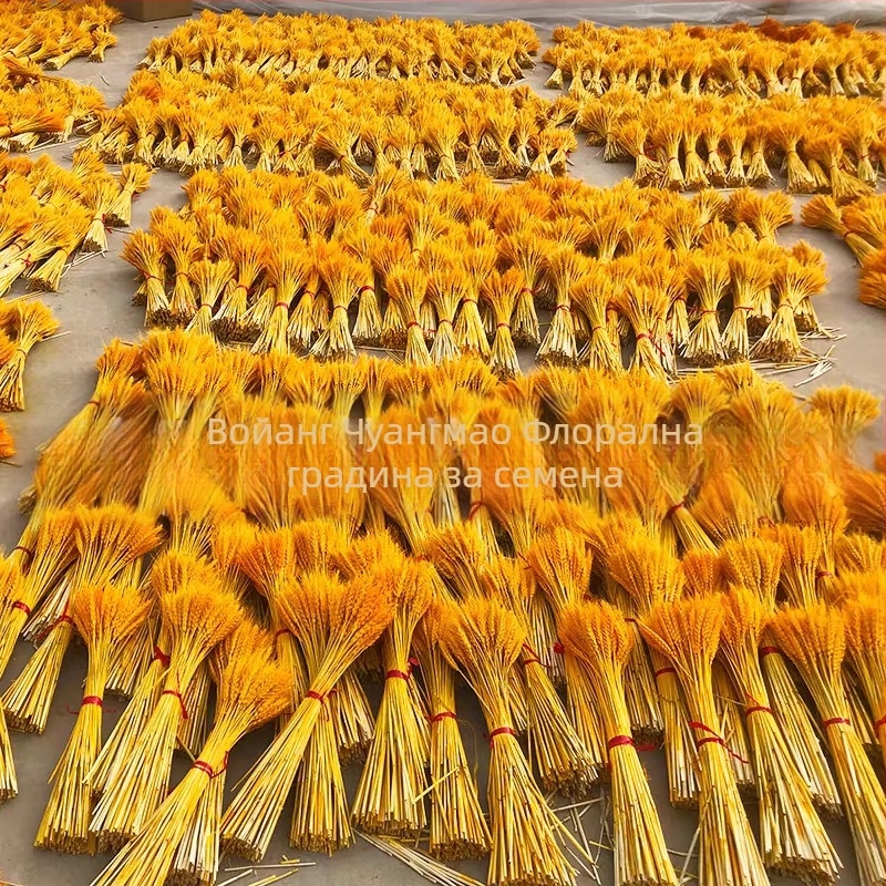 Боядисан изсушен букет от ечемик, 100 стъбла в пакет, за сватби и дълготрайна декорация