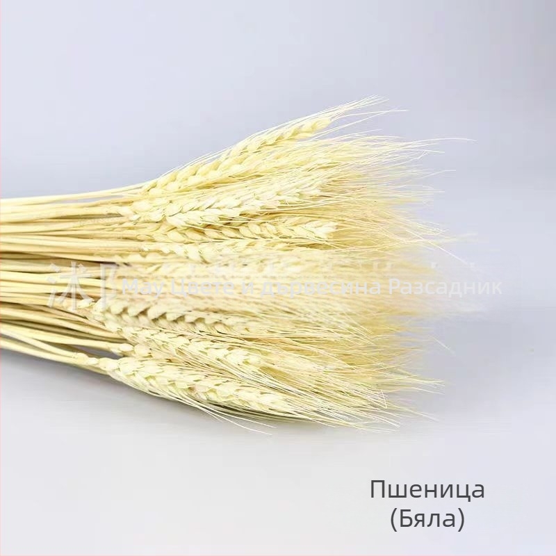 Боядисан изсушен букет от ечемик, 100 стъбла в пакет, за сватби и дълготрайна декорация