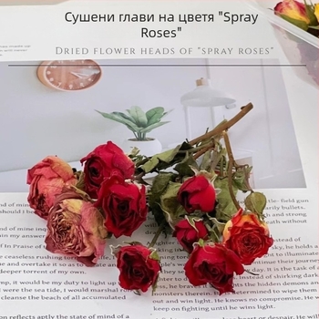 Изсушено цвете-роза с множество глав - DIY подарък, реквизит за снимки, стенен декор, не боядисано