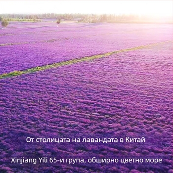 Сашет от сушена лавандула – теснолистна лавандула, на едро опаковано, успокояващ аромат за сън