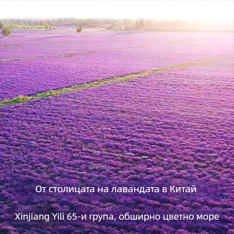 Сашет от сушена лавандула – теснолистна лавандула, на едро опаковано, успокояващ аромат за сън