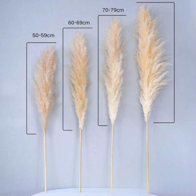 Букет сушени тръстикови цветя, клончета от тръстика, Flower Bella, без боядисване, твърдо опакован