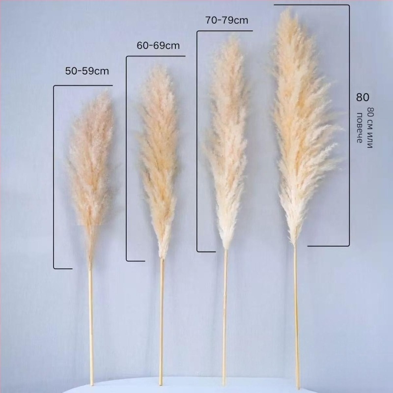 Букет сушени тръстикови цветя, клончета от тръстика, Flower Bella, без боядисване, твърдо опакован