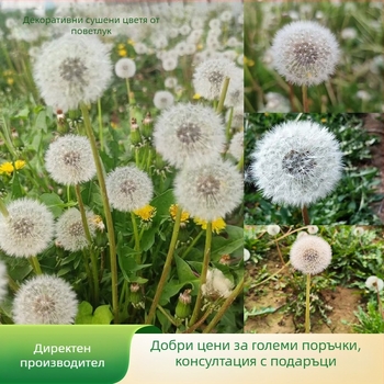 DIY комплект за запазено цвете в кутия с глухарче: естествени цветя, стъклен капак, смола