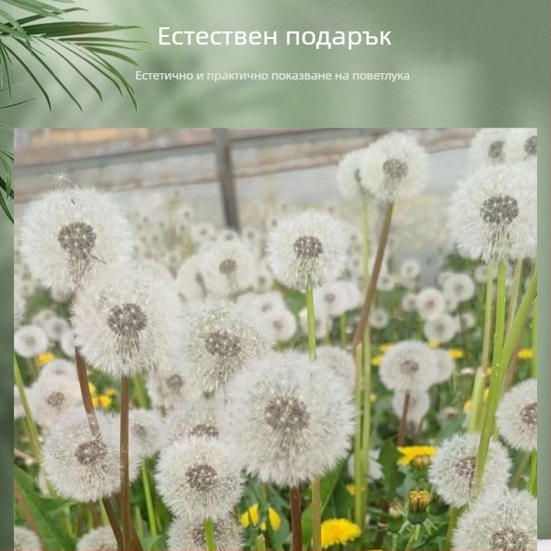 DIY комплект за запазено цвете в кутия с глухарче: естествени цветя, стъклен капак, смола