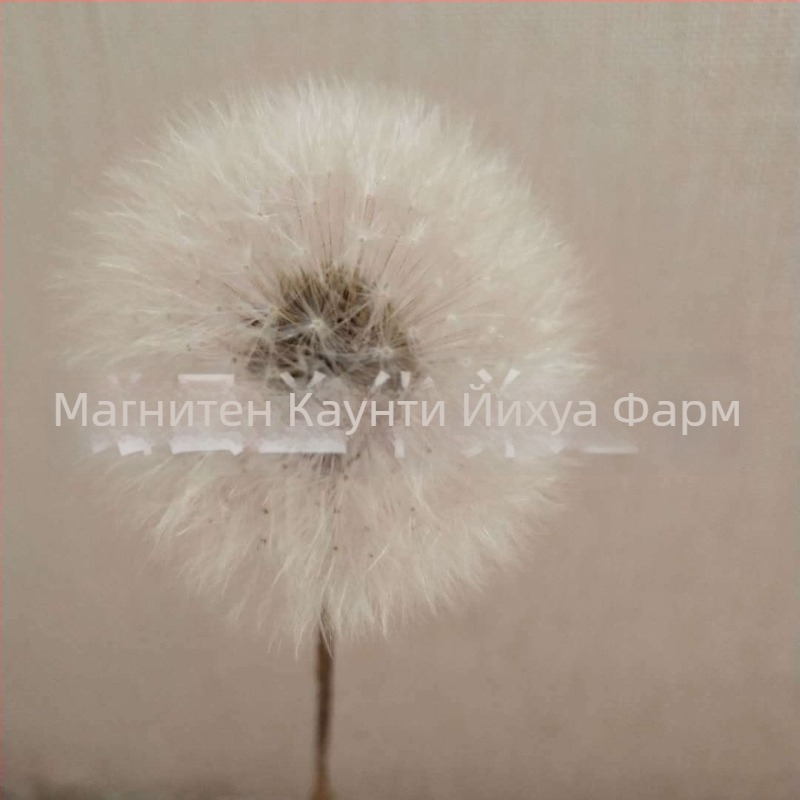 DIY комплект за запазено цвете в кутия с глухарче: естествени цветя, стъклен капак, смола