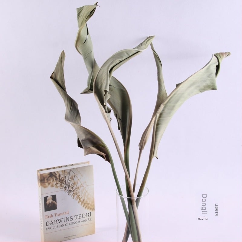 Букет сухи цветя Райска птица за показване и сватбена декорация — East Fence