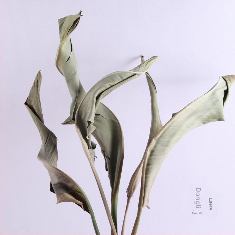 Букет сухи цветя Райска птица за показване и сватбена декорация — East Fence