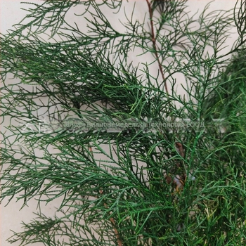 Клонки - бор и кипарис, боядисани, марка Qiyang, за декоративни стени