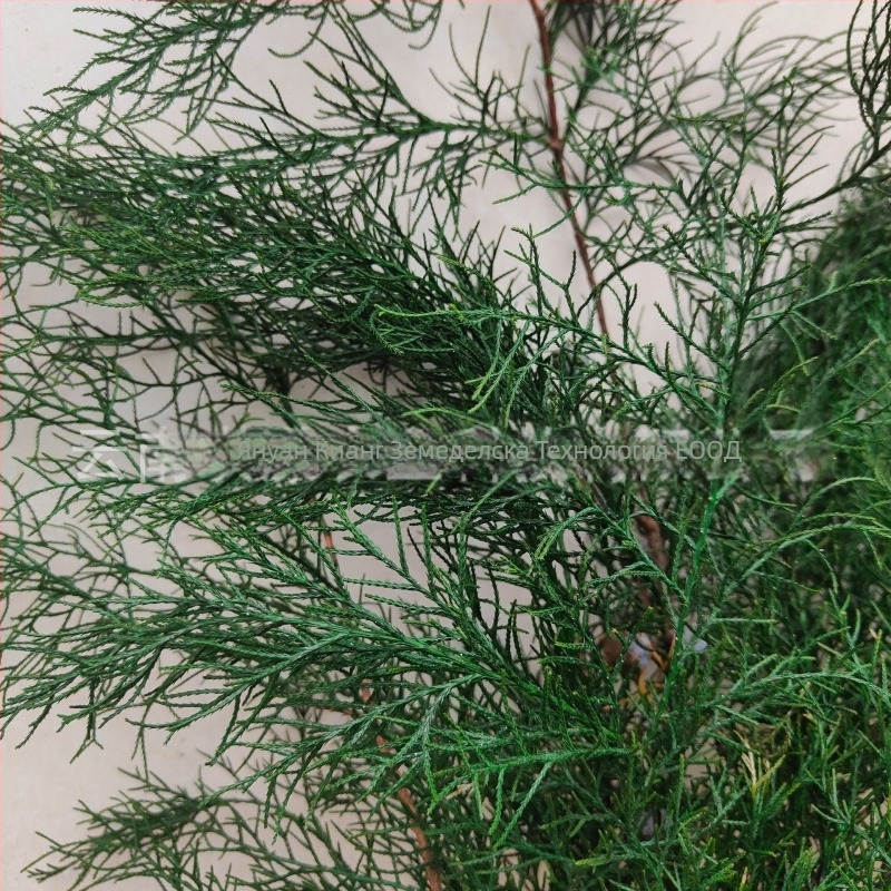 Клонки - бор и кипарис, боядисани, марка Qiyang, за декоративни стени