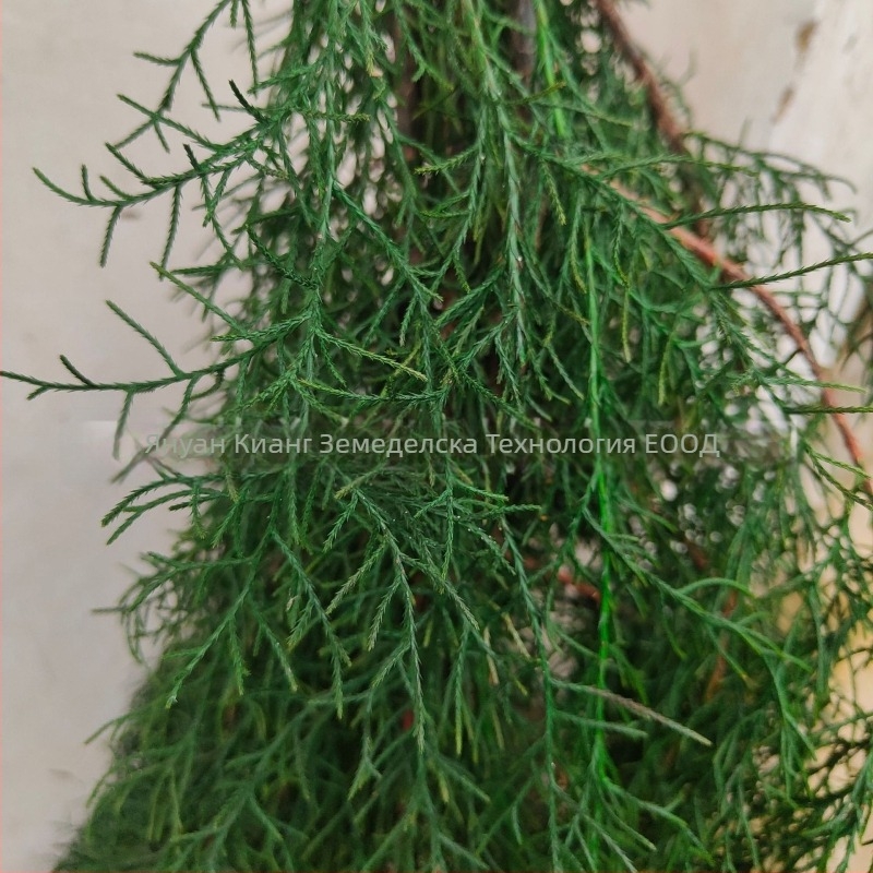 Клонки - бор и кипарис, боядисани, марка Qiyang, за декоративни стени