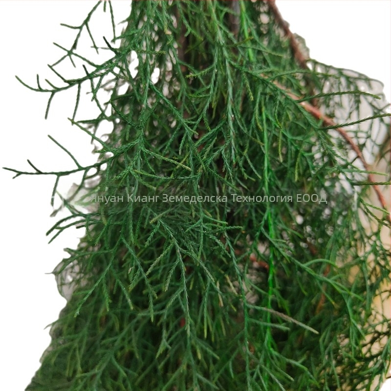 Клонки - бор и кипарис, боядисани, марка Qiyang, за декоративни стени