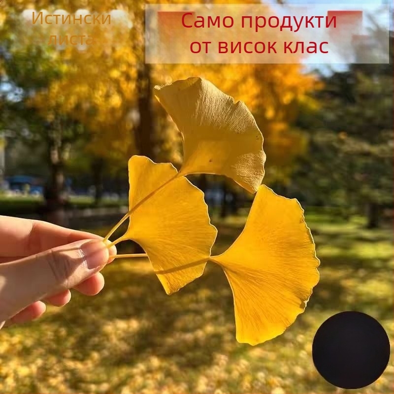 Сушени клонки гинкго листа – образец за стенна декорация, без оцветяване, естествен вид