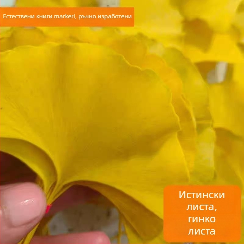 Сушени клонки гинкго листа – образец за стенна декорация, без оцветяване, естествен вид