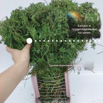 Сушени морковени върхчета – моларни закуски за зайци, шиншили и морски прасенца, със стъбла и листа (Материал: Друго; Произход: Виж детайли; Внос: Не; Бранд: Друго)