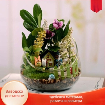Стъклена ваза за микро ландшафт с мъх и сукуленти — високо боросиликатно стъкло; марка Xuanyi Glass; внос: Не; настолен дисплей; не е подарък