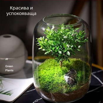 DIY ландшафтна екологична бутилка — прозрачно стъкло с голям диаметър, мини террариум за дзен мъх и бонсай