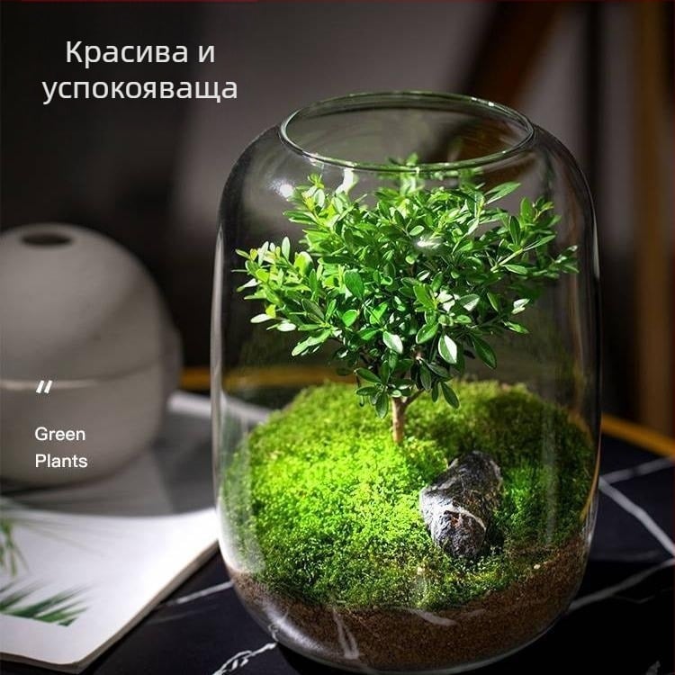 DIY ландшафтна екологична бутилка — прозрачно стъкло с голям диаметър, мини террариум за дзен мъх и бонсай